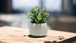 Kurrajong Farmhouse Faux Succulent In Pot - Faux Plants Decor - 7" X 4.5" - Feaux Plant In Pot - Fake Succulent Potted Plant For Home Decor Indoor 11 Kurrajong Farmhouse Faux Succulent In Pot - Faux Plants Decor - 7" X 4.5" - Feaux Plant In Pot - Fake Succulent Potted Plant For Home Decor Indoor -Nearly Natural Store 31Pah8GlTSL