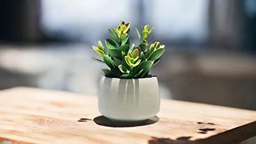Kurrajong Farmhouse Faux Succulent In Pot - Faux Plants Decor - 7" X 4.5" - Feaux Plant In Pot - Fake Succulent Potted Plant For Home Decor Indoor 6 Kurrajong Farmhouse Faux Succulent In Pot - Faux Plants Decor - 7" X 4.5" - Feaux Plant In Pot - Fake Succulent Potted Plant For Home Decor Indoor - Image 6