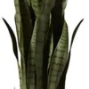 Nearly Natural, Green 4855 35in. Sansevieria With Black Planter