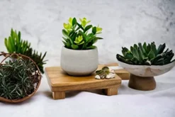 Kurrajong Farmhouse Faux Succulent In Pot - Faux Plants Decor - 7" X 4.5" - Feaux Plant In Pot - Fake Succulent Potted Plant For Home Decor Indoor 10 Kurrajong Farmhouse Faux Succulent In Pot - Faux Plants Decor - 7" X 4.5" - Feaux Plant In Pot - Fake Succulent Potted Plant For Home Decor Indoor -Nearly Natural Store 413P2lCjsFL