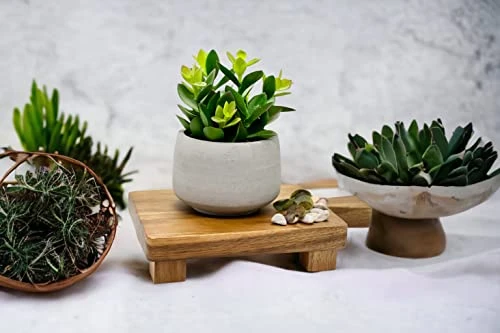 Kurrajong Farmhouse Faux Succulent In Pot - Faux Plants Decor - 7" X 4.5" - Feaux Plant In Pot - Fake Succulent Potted Plant For Home Decor Indoor 5 Kurrajong Farmhouse Faux Succulent In Pot - Faux Plants Decor - 7" X 4.5" - Feaux Plant In Pot - Fake Succulent Potted Plant For Home Decor Indoor - Image 5