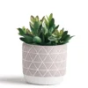 Kurrajong Farmhouse Artificial Succulent Plant 7.5" X 4.5" | Beautiful Faux Plant For Home Decor Indoor | Realistic Artificial Plants | Fake Plants For Desk Decor | Fake Succulent In Pot