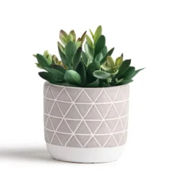 Kurrajong Farmhouse Artificial Succulent Plant 7.5" X 4.5" | Beautiful Faux Plant For Home Decor Indoor | Realistic Artificial Plants | Fake Plants For Desk Decor | Fake Succulent In Pot