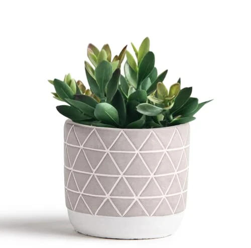 Kurrajong Farmhouse Artificial Succulent Plant 7.5" X 4.5" | Beautiful Faux Plant For Home Decor Indoor | Realistic Artificial Plants | Fake Plants For Desk Decor | Fake Succulent In Pot 1 Kurrajong Farmhouse Artificial Succulent Plant 7.5" X 4.5" | Beautiful Faux Plant For Home Decor Indoor | Realistic Artificial Plants | Fake Plants For Desk Decor | Fake Succulent In Pot