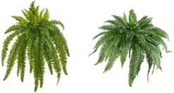 Nearly Natural 35” Boston Fern Artificial (Set Of 2) Silk Plants Green & 5357 4ft. Golden Cane Palm Tree,Green -Nearly Natural Store 41TDEfp57DL. AC 1