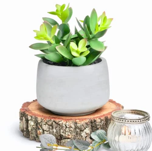 Kurrajong Farmhouse Faux Succulent In Pot - Faux Plants Decor - 7" X 4.5" - Feaux Plant In Pot - Fake Succulent Potted Plant For Home Decor Indoor 1 Kurrajong Farmhouse Faux Succulent In Pot - Faux Plants Decor - 7" X 4.5" - Feaux Plant In Pot - Fake Succulent Potted Plant For Home Decor Indoor
