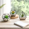 Mkono Artificial Succulent In 3 Pack Mini Glass Geometric Terrarium, Miniature Potted Faux Plant Bookshelf Desk Boho Office Room Decor For Women Girls Dorm Gift Idea, Black