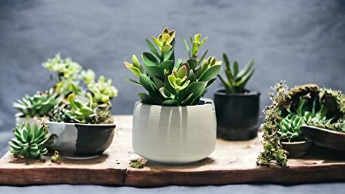 Kurrajong Farmhouse Faux Succulent In Pot - Faux Plants Decor - 7" X 4.5" - Feaux Plant In Pot - Fake Succulent Potted Plant For Home Decor Indoor 2 Kurrajong Farmhouse Faux Succulent In Pot - Faux Plants Decor - 7" X 4.5" - Feaux Plant In Pot - Fake Succulent Potted Plant For Home Decor Indoor - Image 2