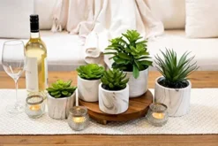 Kurrajong Farmhouse Artificial Succulent Plants In Pots | Mini Fake Plant For Shelves | Artificial Plants For Home Decor Indoor | Succulent Plants Artificial | Mini Plant Decor | Small Faux Plants -Nearly Natural Store 41fGiZalUWL