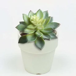 BCP Pack Of 2 Realistic Cute Green Home Garden Artificial Plastic Snowdrop Echeverias Succulent Plants Unpotted -Nearly Natural Store 41hpXNMPBRL