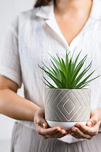 Kurrajong Farmhouse 8" X 4.5" Beautiful Fake Plant | Artificial Potted Plant Decor | Faux Plant | Artificial Succulent Plants Potted For Home Decor Indoor | Fake Potted Plant | Fake Succulents 3 Kurrajong Farmhouse 8" X 4.5" Beautiful Fake Plant | Artificial Potted Plant Decor | Faux Plant | Artificial Succulent Plants Potted For Home Decor Indoor | Fake Potted Plant | Fake Succulents - Image 3