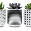 Dipiti Artificial Succulent Plants In Pots-Set Of 3|Black And White Ceramic Planters|Faux Plants Indoor & Outdoor|Gifts For Women|Kitchen Office Bathroom Desk Bedroom Shelf Decor|Potted Fake Plants