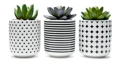 Dipiti Artificial Succulent Plants In Pots-Set Of 3|Black And White Ceramic Planters|Faux Plants Indoor & Outdoor|Gifts For Women|Kitchen Office Bathroom Desk Bedroom Shelf Decor|Potted Fake Plants