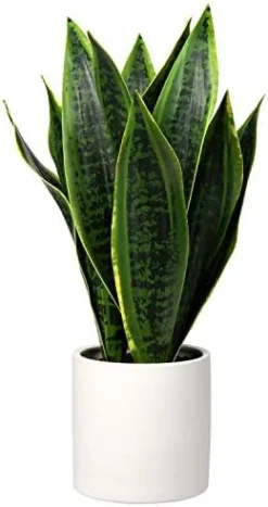 Briful 14'' Fake Snake Plant Home Decor Real Touch Faux Sansevieria Plant In White Ceramic Pot With Wooden Stand Artificial Snake Plant With Wide Leaves For Kitchen Living Room Bathroom Decorations -Nearly Natural Store 41qgckxHYYL. AC