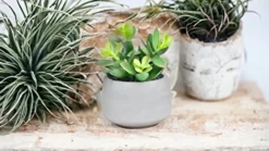 Kurrajong Farmhouse Faux Succulent In Pot - Faux Plants Decor - 7" X 4.5" - Feaux Plant In Pot - Fake Succulent Potted Plant For Home Decor Indoor 8 Kurrajong Farmhouse Faux Succulent In Pot - Faux Plants Decor - 7" X 4.5" - Feaux Plant In Pot - Fake Succulent Potted Plant For Home Decor Indoor -Nearly Natural Store 41ykuoZyfLL