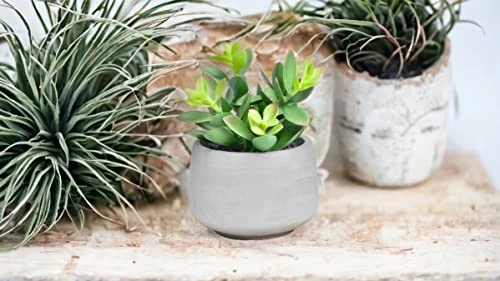 Kurrajong Farmhouse Faux Succulent In Pot - Faux Plants Decor - 7" X 4.5" - Feaux Plant In Pot - Fake Succulent Potted Plant For Home Decor Indoor 3 Kurrajong Farmhouse Faux Succulent In Pot - Faux Plants Decor - 7" X 4.5" - Feaux Plant In Pot - Fake Succulent Potted Plant For Home Decor Indoor - Image 3