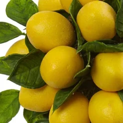 Nearly Natural Lemon Ball Arrangement Topiary, Yellow,19.5'' X 8.5'' X 8.75'' - 4865 -Nearly Natural Store 513zvYp2OuL