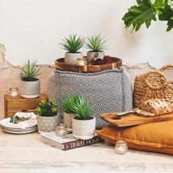 Kurrajong Farmhouse Faux Plant In Pot - 8" X 4.5" | Beautiful Faux Succulent Plant Decor | Artificial Succulent Plants | Faux Plants Indoors 9 Kurrajong Farmhouse Faux Plant In Pot - 8" X 4.5" | Beautiful Faux Succulent Plant Decor | Artificial Succulent Plants | Faux Plants Indoors -Nearly Natural Store 51B19Gz79aL