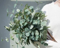 Miracliy Faux Eucalyptus Stems Artificial Eucalyptus Leaves Silk Silver Dollar Eucalyptus OliveBranches For Vases For Home Table Decor -Nearly Natural Store 51MxipX6KEL