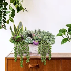 14 Pcs Assorted Artificial Succulents Fake Plants In Rectangular Wooden Pots Artificial Potted Succulents Plants Arrangement For Table Centerpiece Windowsill Shelf Mantel Tropical Greenery Decor -Nearly Natural Store 51OxMJDrnuL
