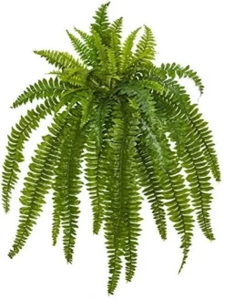 Nearly Natural 35” Boston Fern Artificial (Set Of 2) Silk Plants Green & 5357 4ft. Golden Cane Palm Tree,Green -Nearly Natural Store 51dCqYhP6gL. AC 1