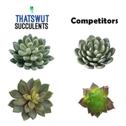 Thatswut - 35 Pack Bulk Large Assorted Realistic Artificial Faux Succulents Aloe Plants Realistic Fake Succulent Plants, Largest Set Of Succulents -Nearly Natural Store 51dgbqwIw3L