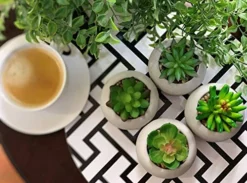 Artificial Succulent Plants In Cement Pots, Set Of 4 - Realistic Faux Potted Plant For Home, Apartment, Or Office - Decorative Fake Succulents - For Desk, Bookshelf, Or Kitchen -Nearly Natural Store 51fxiB2qHDL