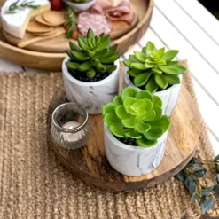 Kurrajong Farmhouse Artificial Succulent Plants In Pots | Mini Fake Plant For Shelves | Artificial Plants For Home Decor Indoor | Succulent Plants Artificial | Mini Plant Decor | Small Faux Plants -Nearly Natural Store 51uo3XIjv6L