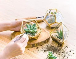 Mkono Artificial Succulent In 3 Pack Mini Glass Geometric Terrarium, Miniature Potted Faux Plant Bookshelf Desk Boho Office Room Decor For Women Girls Dorm Gift Idea, Gold -Nearly Natural Store 51xyJ7XiArL