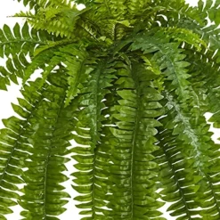 Nearly Natural 35” Boston Fern Artificial (Set Of 2) Silk Plants Green & 5357 4ft. Golden Cane Palm Tree,Green -Nearly Natural Store 61JWBjKtC4L 1