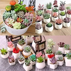 Augshy Artificial Succulents, 16 Pack Fake Succulents Plants Artificial Small Fake Plants Faux Succulents Unpotted For Lotus Landscape Decorative Garden Arrangement Decor -Nearly Natural Store 61RUaFzD41L